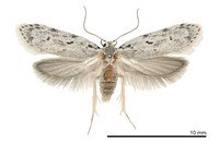 藏品(紋翅蛾科物種)的圖片